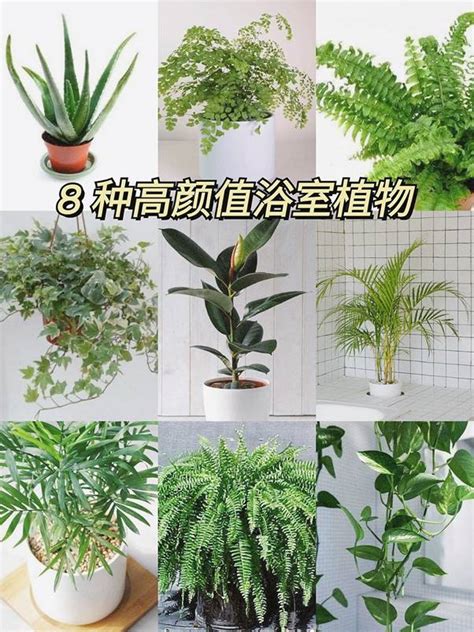 浴室適合的植物 習永盛